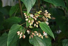 Load image into Gallery viewer, Clerodendrum trichotomum var fargesii - Clerodendrum (non-native)
