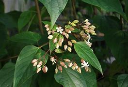 Clerodendrum trichotomum var fargesii - Clerodendrum (non-native)