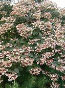 Clerodendrum trichotomum var fargesii - Clerodendrum (non-native)