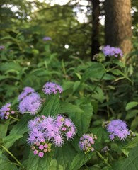 Conoclinum coelestinum - Mist flower