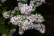 Load image into Gallery viewer, Symphyotrichum cordifolium - Blue Wood Aster
