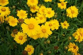 Coreopsis lanceolata - Lance-leaved Coreopsis