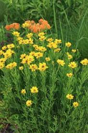 Coreopsis palmata - Prairie Coreopsis