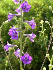 Delphinium exaltatum - Tall Larkspur