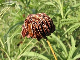 Desmanthus illinoensis - Illinois Bundleflower