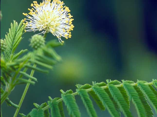 Desmanthus illinoensis - Illinois Bundleflower