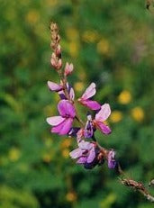 Desmodium canadense - Showy Tick Trefoil