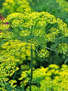 Fernleaf Dill