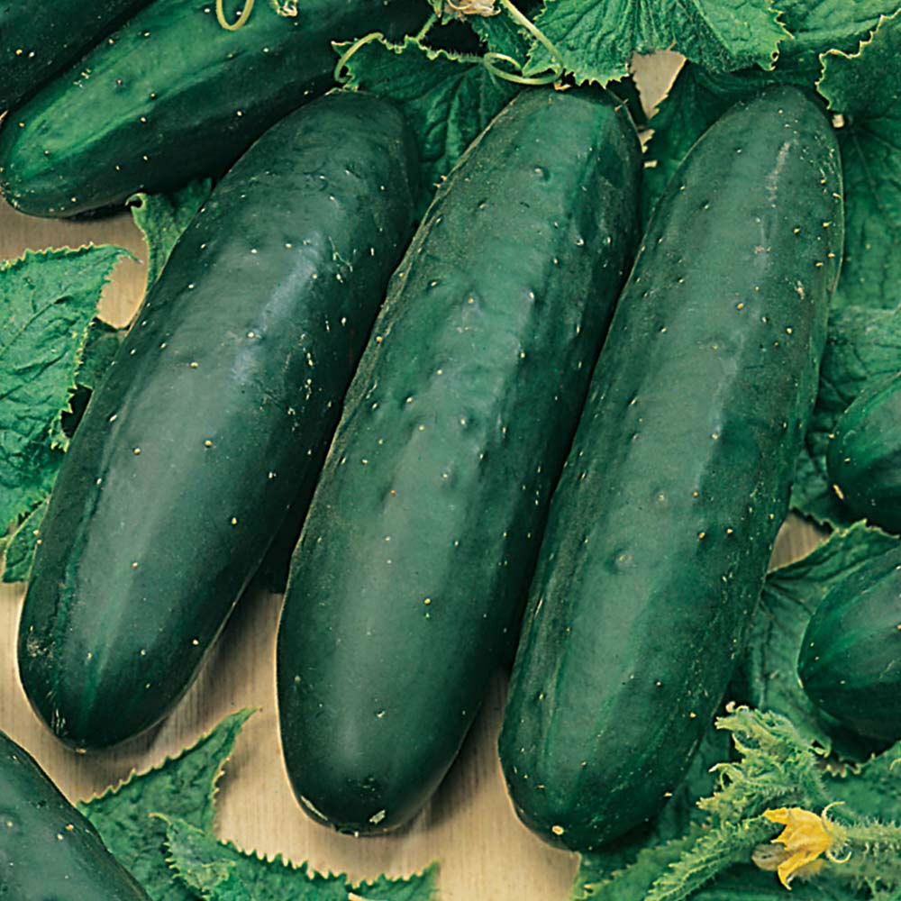 Cucumber - Marketmore 76