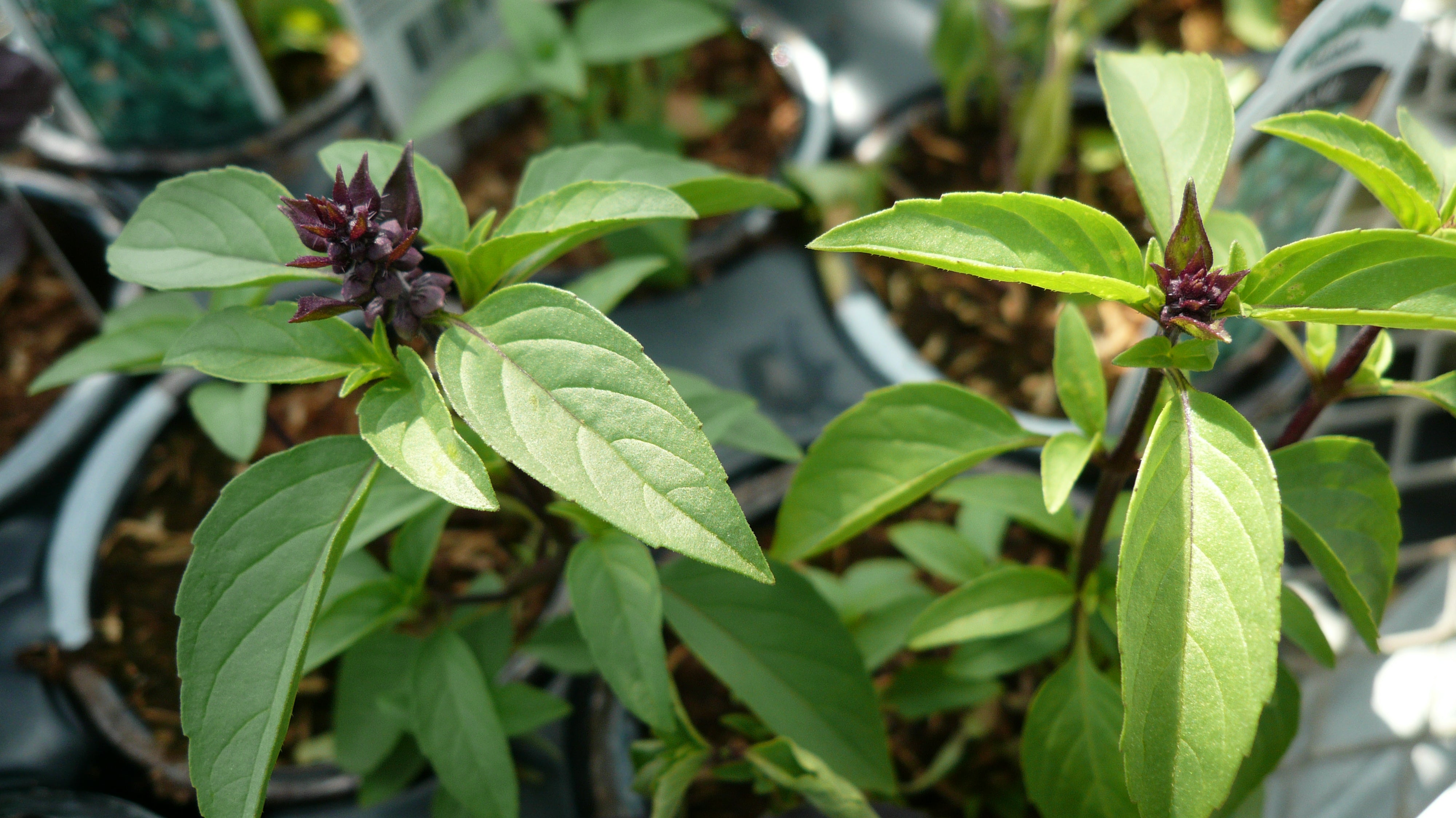 Thai Basil