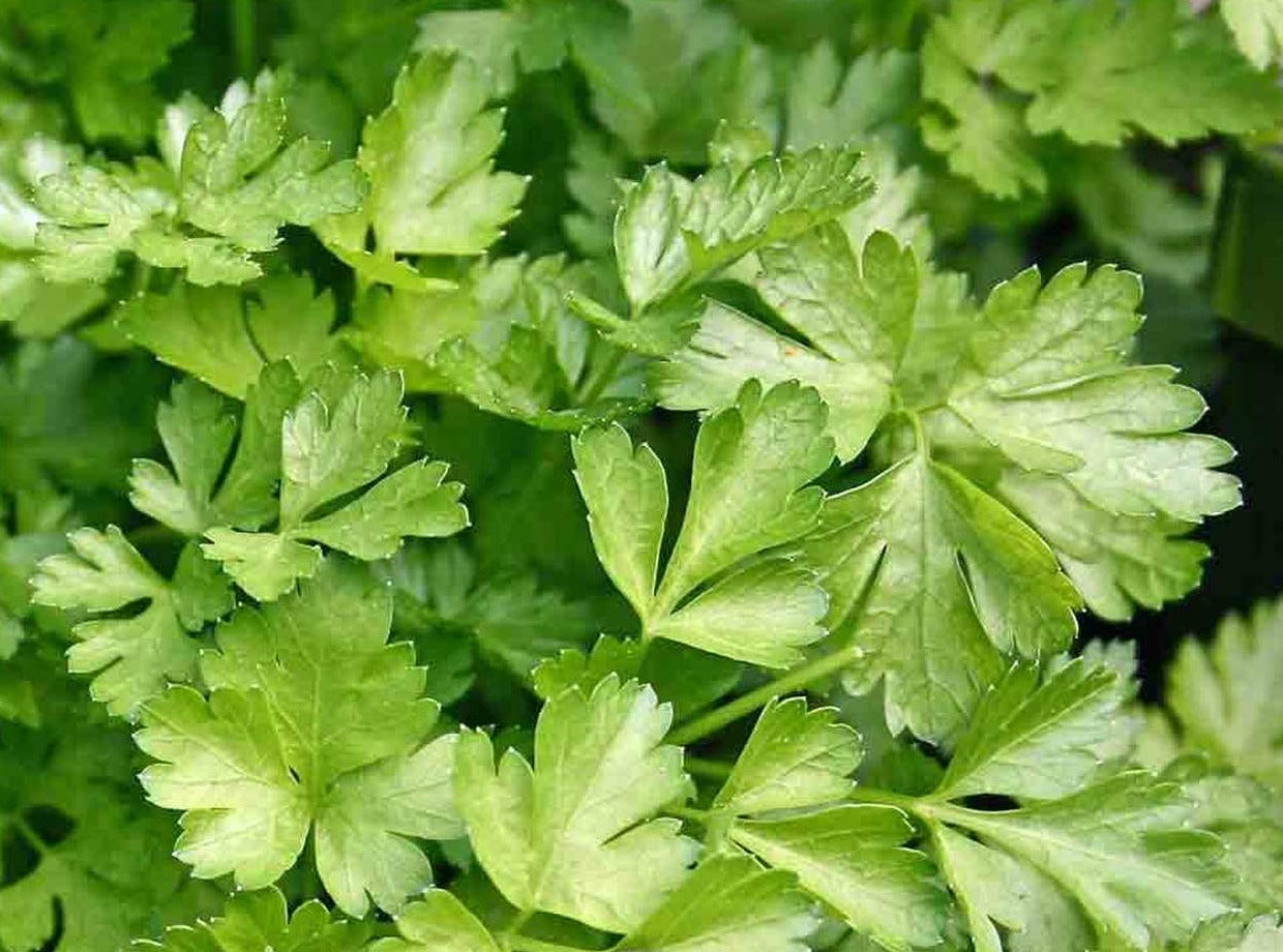 Parsley - Flat Leaf