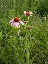 Load image into Gallery viewer, Echinacea angustifolia - Narrow Leaf Coneflower
