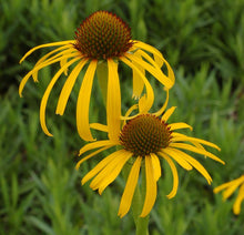 Load image into Gallery viewer, Echinacea paradoxa - Yellow Coneflower
