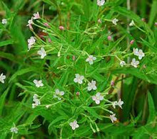 Load image into Gallery viewer, Epilobium coloratum - Cinnamon Willow Herb
