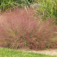 Eragrostis spectabilis - Purple Love Grass