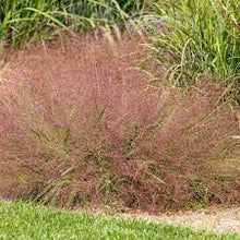 Load image into Gallery viewer, Eragrostis spectabilis - Purple Love Grass
