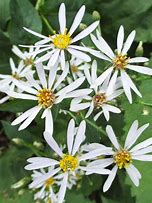 Load image into Gallery viewer, Eurybia macrophylla -  Large-leaved Aster
