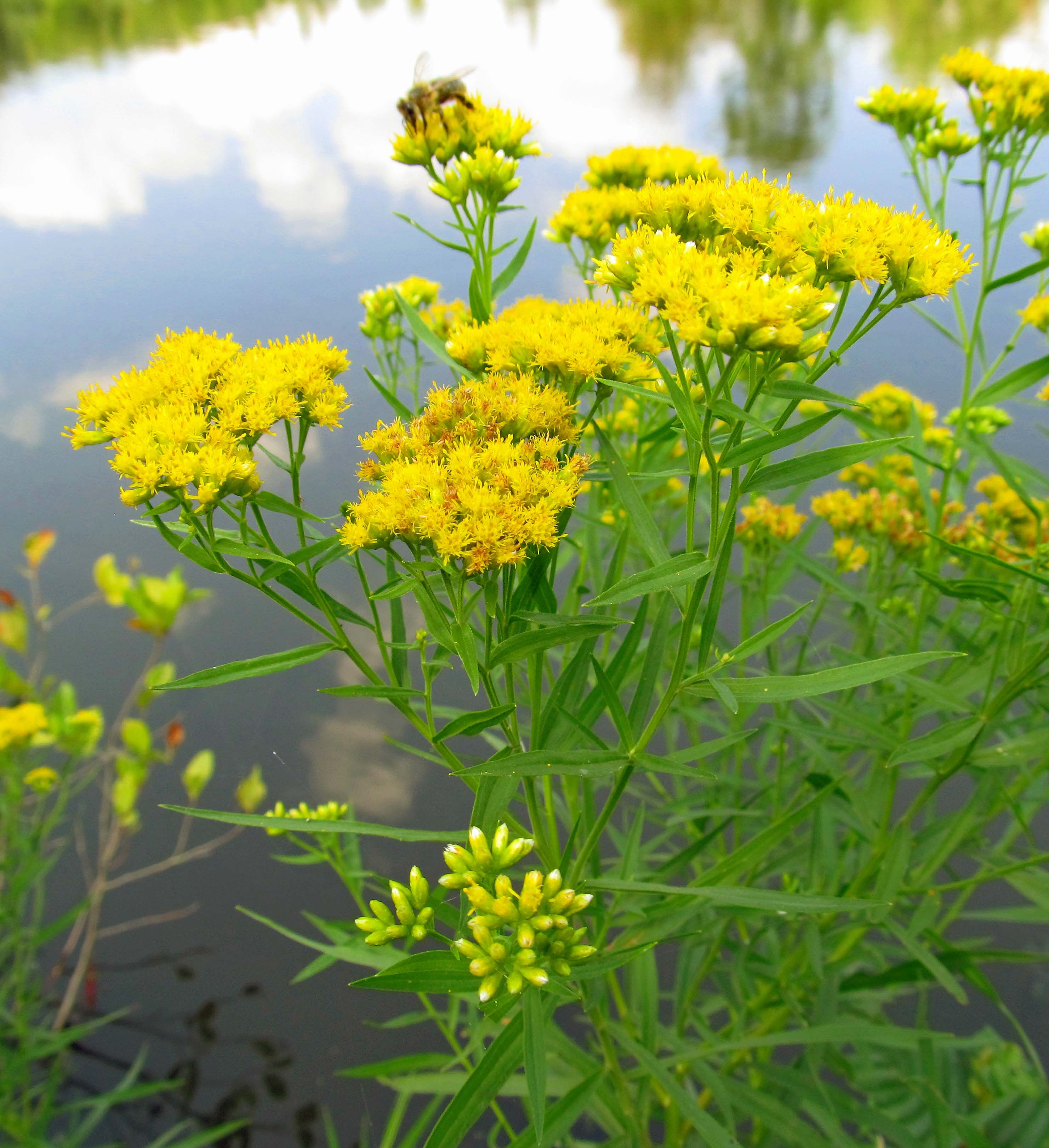 Euthamia graminifolia - Grass Leaf Goldenrod