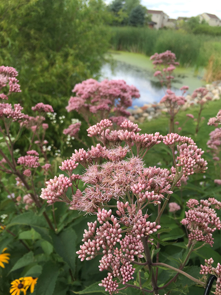 Eutrochium fistulosum - Joe Pye Weed