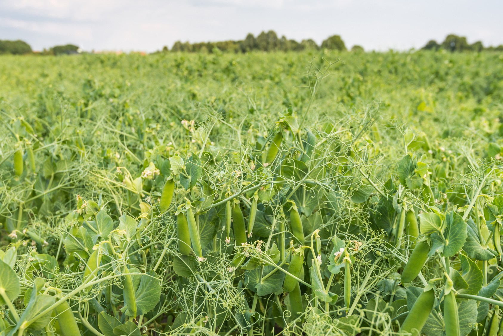 Field Pea Cover Crop