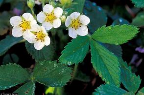 Fragaria virginiana- Wild Strawberry