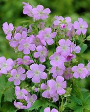 Geranium maculatum - Wild Geranium