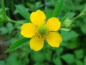 Geum aleppicum -  Yellow Avens