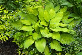 Hosta 'Gold Standard' (Non-native)