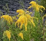 Solidago gigantea - Early Goldenrod