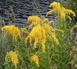 Load image into Gallery viewer, Solidago gigantea - Early Goldenrod
