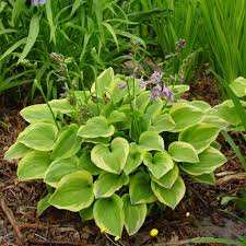 Hosta 'Gold Tiara' (Non-native)