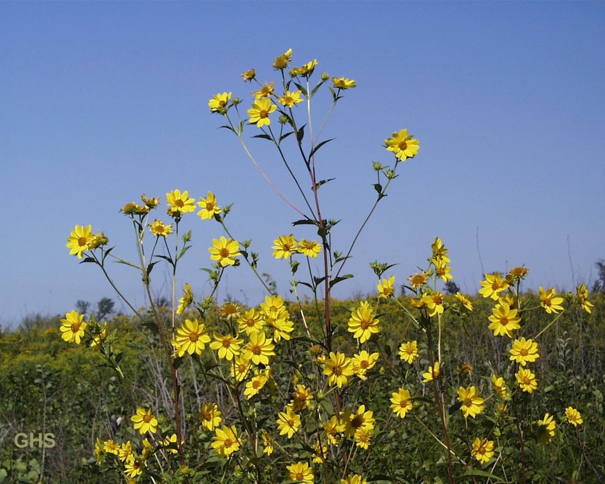 Helianthus giganteus - Tall Sunflower