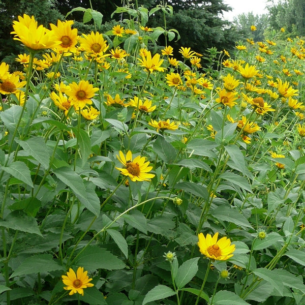 Heliopsis helianthoides - Ox Eye