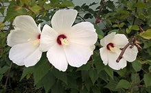 Load image into Gallery viewer, Hibiscus moscheutos - Rose Mallow
