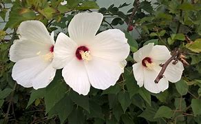 Hibiscus moscheutos - Rose Mallow