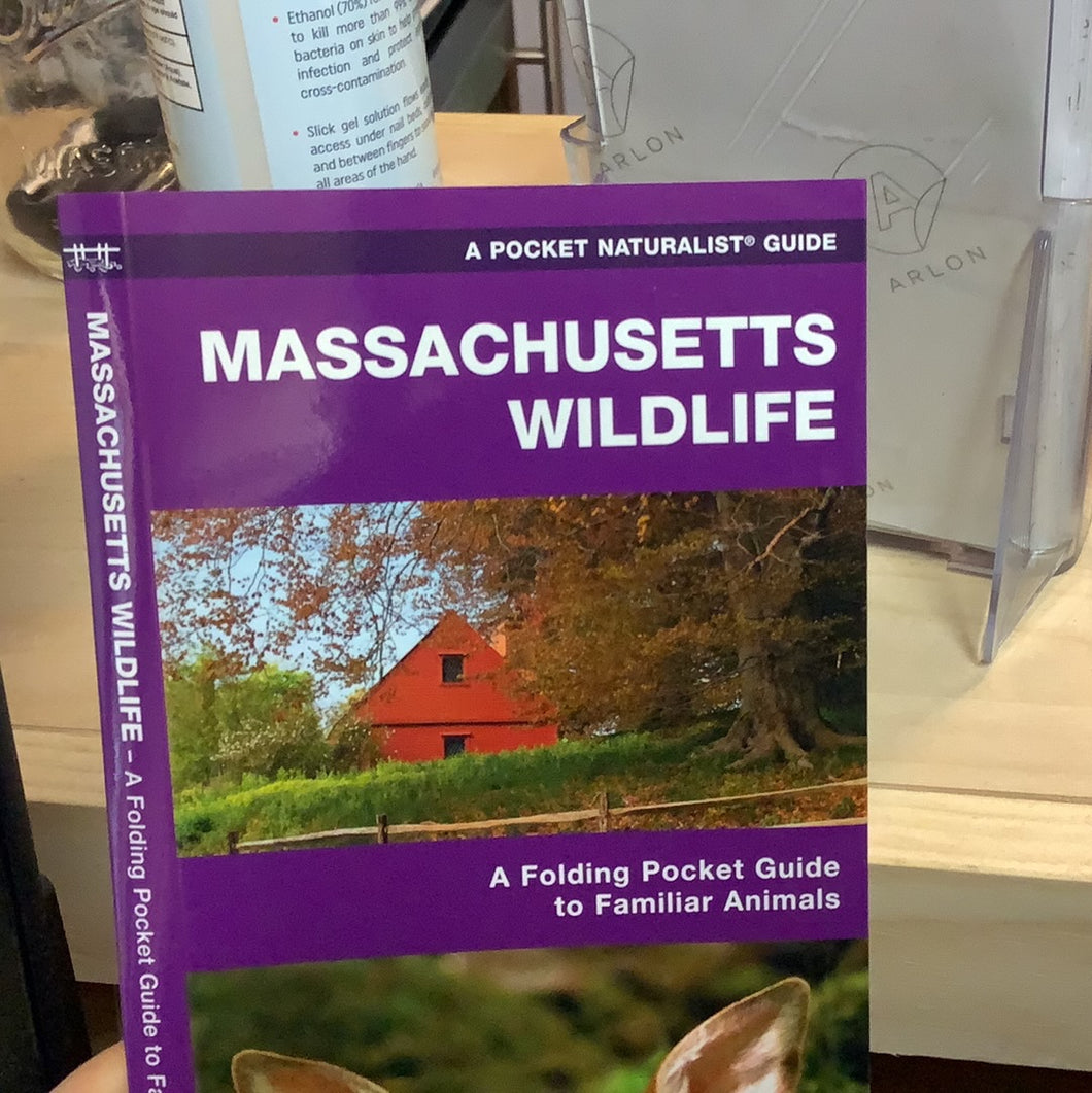 Massachusetts Wildlife