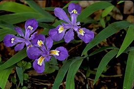 Iris cristata- Dwarf Crested Iris