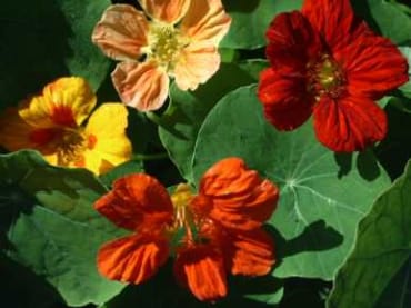 Nasturtium - Jewel Mix