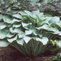 Hosta Krossa Regal