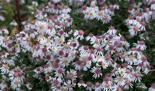 Symphyotrichum laterifolium - Calico Aster