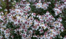 Load image into Gallery viewer, Symphyotrichum laterifolium - Calico Aster
