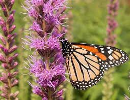 Liatris pycnostachya - Prairie Blazing Star