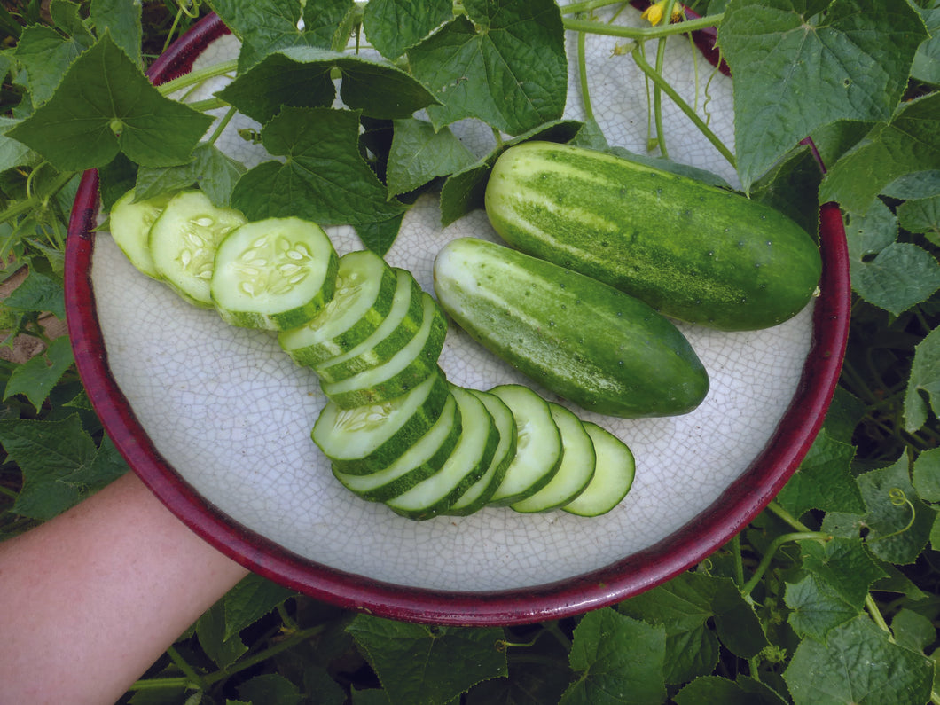 Cucumber - Little Leaf Pickling