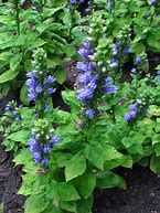 Lobelia siphilitica - Great Blue Lobelia