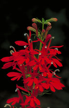 Load image into Gallery viewer, Lobelia cardinalis - Cardinal Flower
