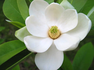 Magnolia virginiana - Sweet Bay Magnolia