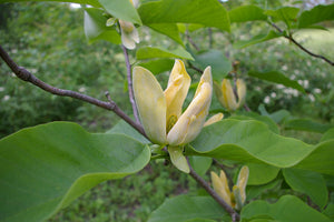 Magnolia acuminata - Cucumber Magnolia, Cucumber Tree