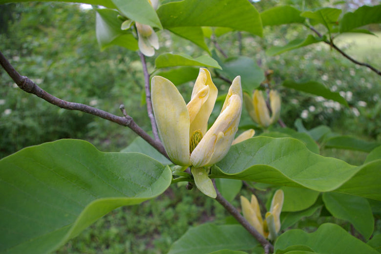 Magnolia acuminata - Cucumber Magnolia, Cucumber Tree