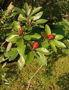 Magnolia virginiana - Sweet Bay Magnolia