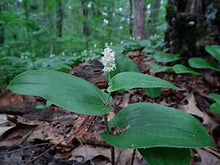 Load image into Gallery viewer, Maianthemum canadense - Canada Mayflower
